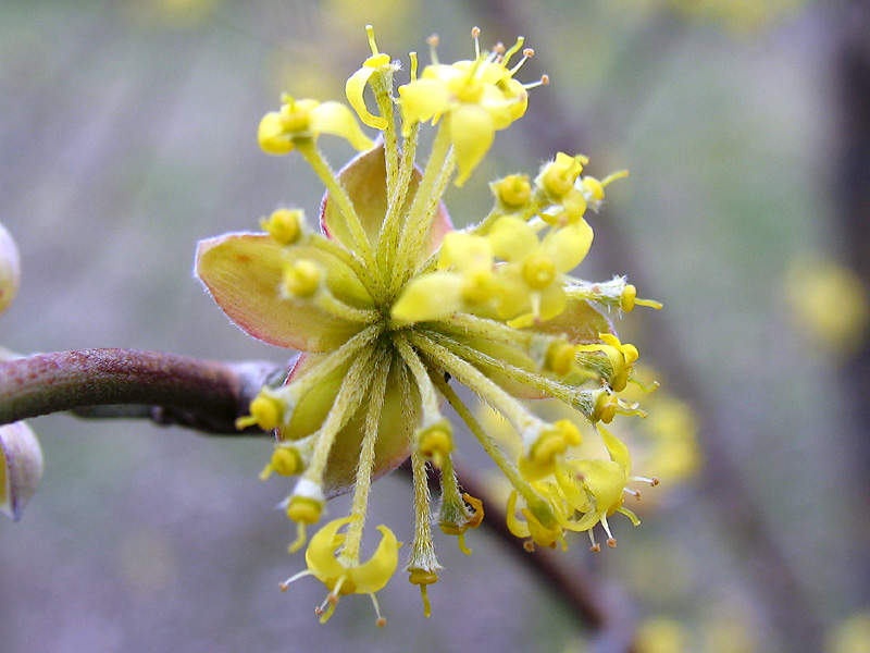 Cornus mas L. - Corniolo maschio